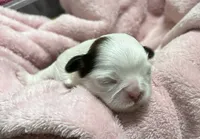 Piebald Female, a female Shih Tzu for sale in Tenino, WA – 5 of 9