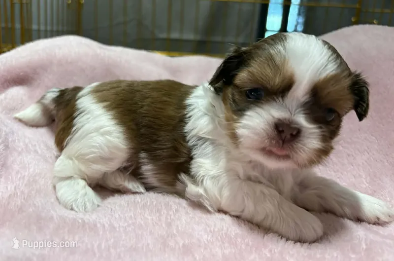 Gold and White – Shih Tzu puppy for sale in Tenino, WA