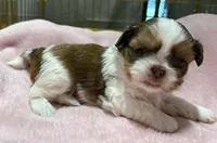 Gold and White, a female Shih Tzu for sale in Tenino, WA – 1 of 6