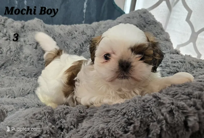Mochi Male 3 – Shih Tzu puppy for sale in Tenino, WA