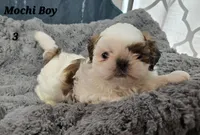 Mochi Male 3, a male Shih Tzu for sale in Tenino, WA – 1 of 6
