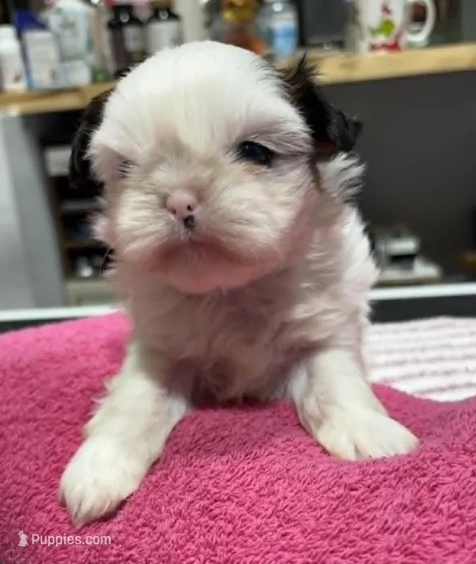 Parti Female – Shih Tzu puppy for sale in Tenino, WA