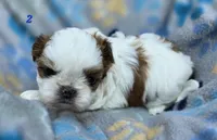 Mochi Male 2, a male Shih Tzu for sale in Tenino, WA – 2 of 6