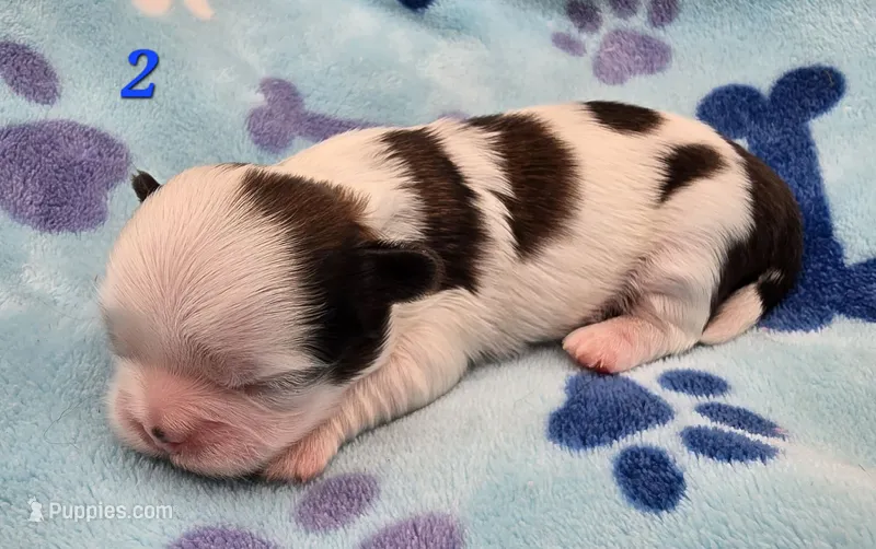 Lydia Boy 2 – Shih Tzu puppy for sale in Tenino, WA