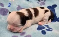 Lydia Boy 2, a male Shih Tzu for sale in Tenino, WA – 1 of 3
