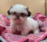 Piebald Female, a female Shih Tzu for sale in Tenino, WA – 3 of 7