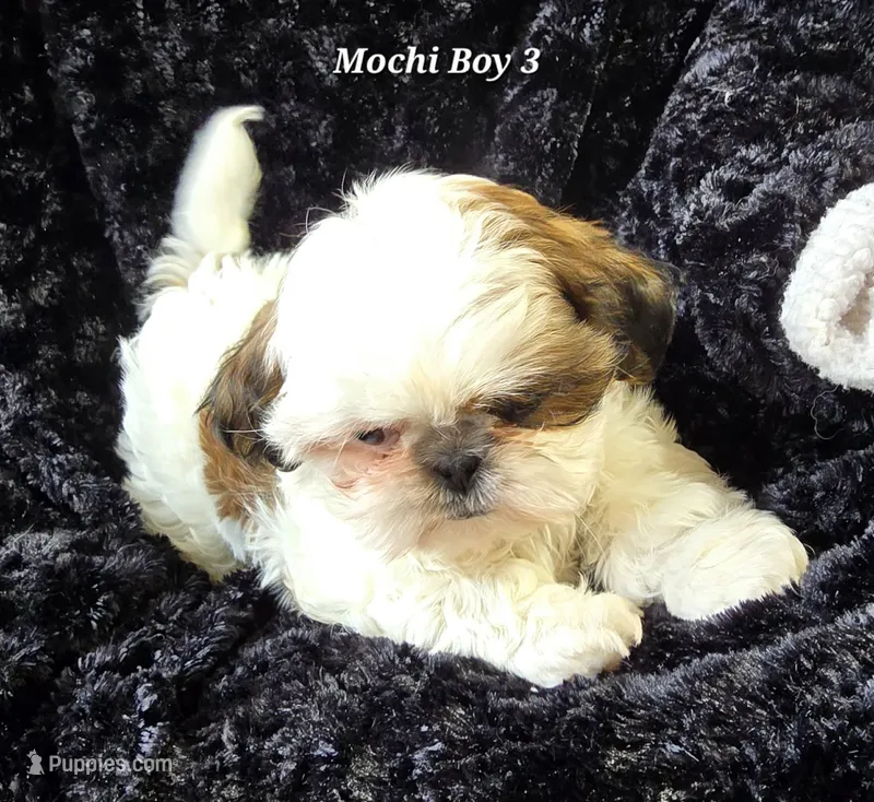 Mochi Male 3 – Shih Tzu puppy for sale in Tenino, WA