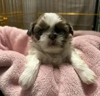 Gold and White, a female Shih Tzu for sale in Tenino, WA – 3 of 6