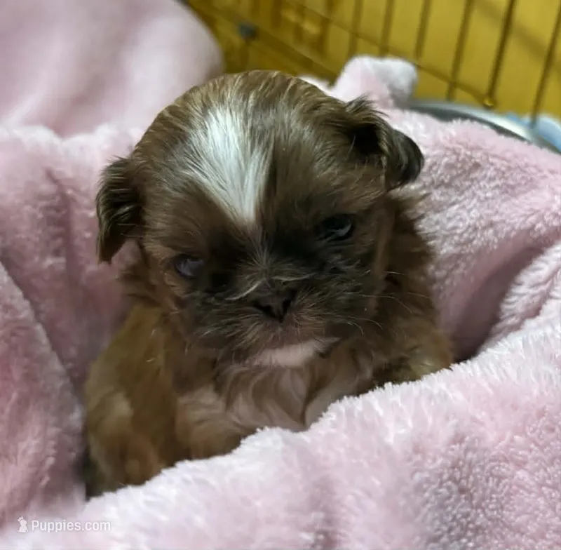Gold with White Stripe – Shih Tzu puppy for sale in Tenino, WA
