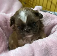 Gold with White Stripe, a female Shih Tzu for sale in Tenino, WA – 4 of 7