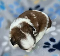 Lydia Boy 1, a male Shih Tzu for sale in Tenino, WA – 5 of 8