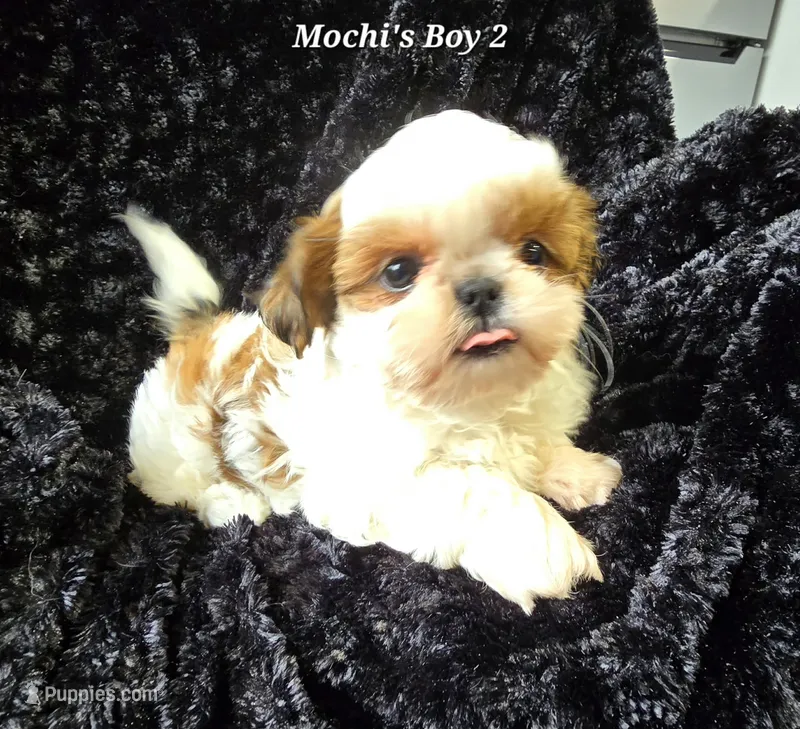 Mochi Male 2 – Shih Tzu puppy for sale in Tenino, WA