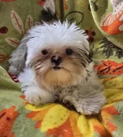 Piebald Female, a female Shih Tzu for sale in Tenino, WA – 2 of 10