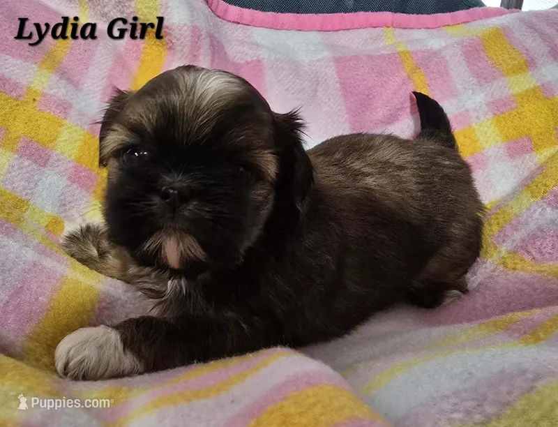 Lydia Girl 3 – Shih Tzu puppy for sale in Tenino, WA