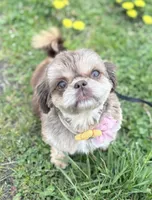 Gold with White Stripe, a female Shih Tzu for sale in Tenino, WA – 3 of 4