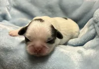 Blue and White Male, a male Shih Tzu for sale in Tenino, WA – 1 of 5