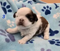 Mochi Male 3, a male Shih Tzu for sale in Tenino, WA – 5 of 6