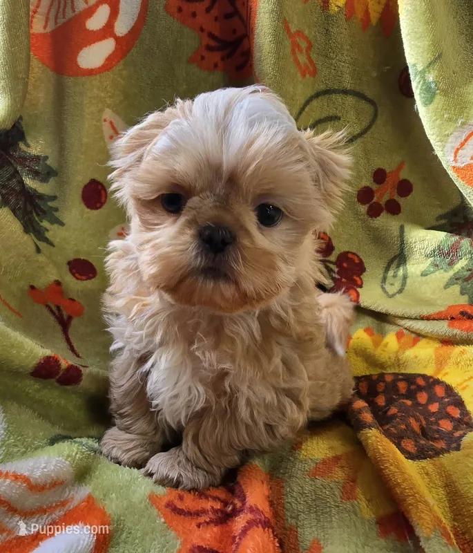 Gold Boy – Shih Tzu puppy for sale in Tenino, WA