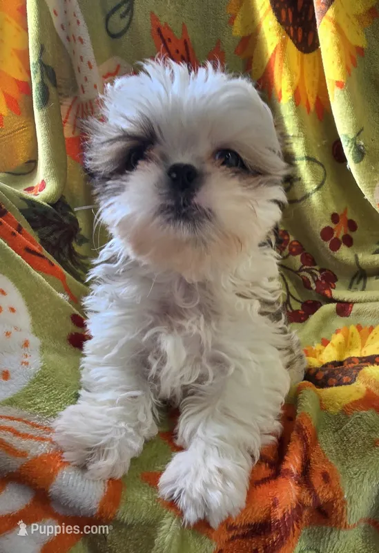 Lydia Boy 2 – Shih Tzu puppy for sale in Tenino, WA