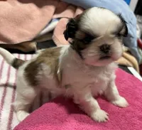 Parti Female, a female Shih Tzu for sale in Tenino, WA – 3 of 9