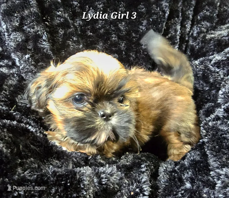 Lydia Girl 3 – Shih Tzu puppy for sale in Tenino, WA