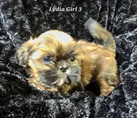 Lydia Girl 3, a female Shih Tzu for sale in Tenino, WA – 1 of 8