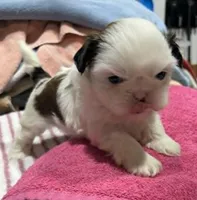 Piebald Female, a female Shih Tzu for sale in Tenino, WA – 3 of 9