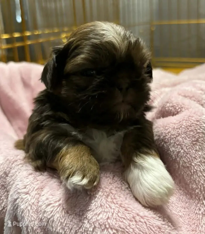 Gold with White Dot – Shih Tzu puppy for sale in Tenino, WA