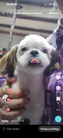Mochi Male 1, a male Shih Tzu for sale in Tenino, WA – 6 of 6
