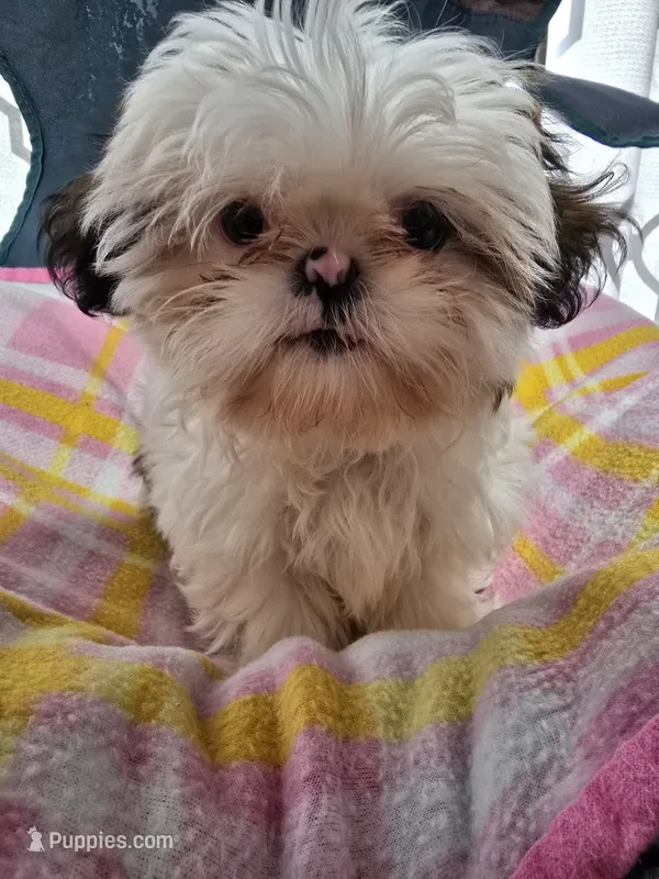 Piebald Female – Shih Tzu puppy for sale in Tenino, WA