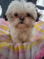 Piebald Female, a female Shih Tzu for sale in Tenino, WA – 1 of 7