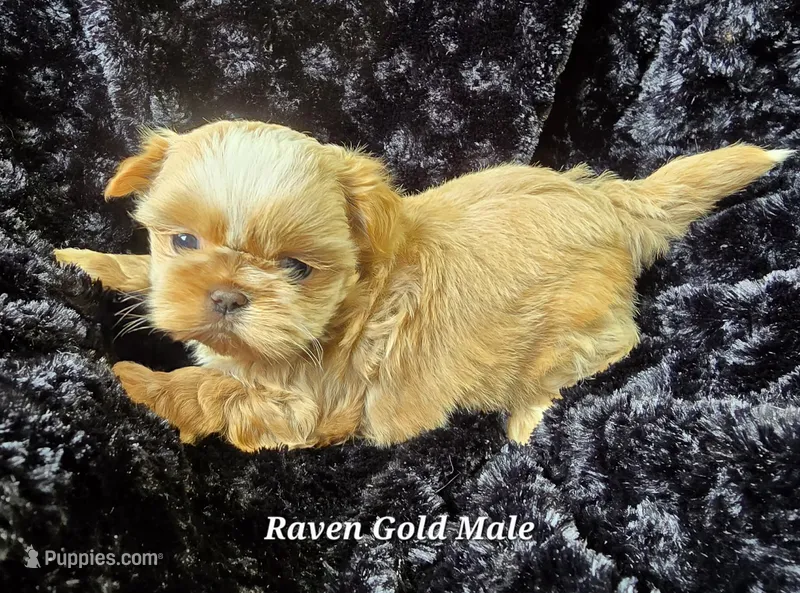 Gold Boy – Shih Tzu puppy for sale in Tenino, WA