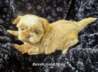 Gold Boy, a male Shih Tzu for sale in Tenino, WA – 1 of 5