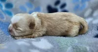 Gold Boy, a male Shih Tzu for sale in Tenino, WA – 1 of 3