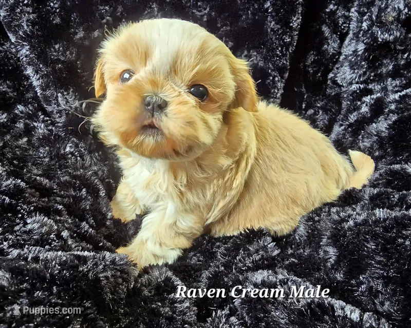 Champagne Boy – Shih Tzu puppy for sale in Tenino, WA