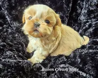 Champagne Boy, a male Shih Tzu for sale in Tenino, WA – 1 of 5