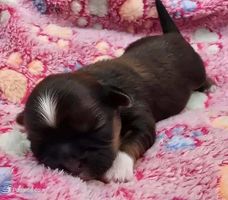 Lydia Girl 3 – Shih Tzu puppy for sale in Tenino, WA