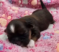 Lydia Girl 3, a female Shih Tzu for sale in Tenino, WA – 1 of 3