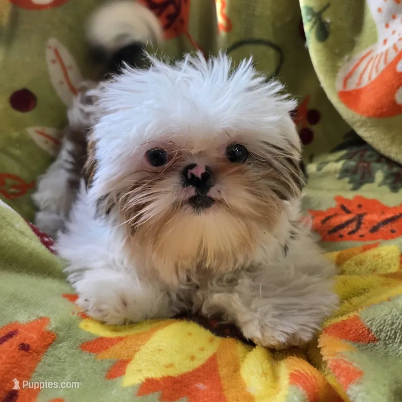 Piebald Female – Shih Tzu puppy for sale in Tenino, WA