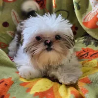Piebald Female, a female Shih Tzu for sale in Tenino, WA – 1 of 10