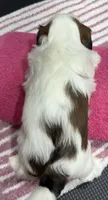 Piebald Female, a female Shih Tzu for sale in Tenino, WA – 4 of 9