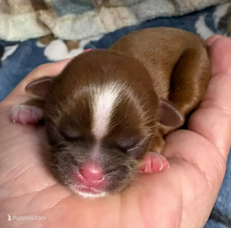 Gold with White Stripe – Shih Tzu puppy for sale in Tenino, WA