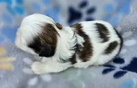 Lydia Boy 2, a male Shih Tzu for sale in Tenino, WA – 4 of 7