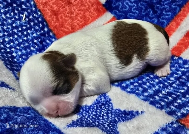 Mochi Male 1 – Shih Tzu puppy for sale in Tenino, WA