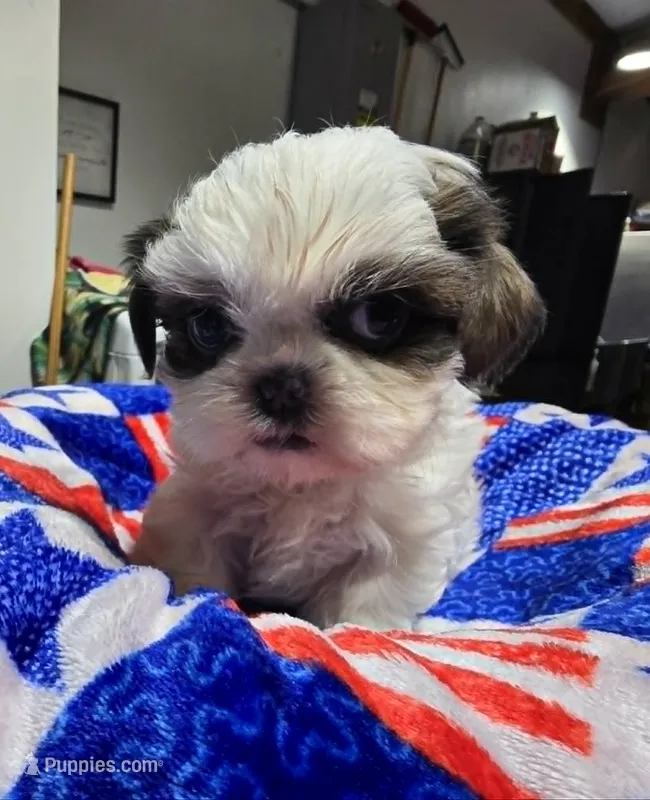 Blue and White Male – Shih Tzu puppy for sale in Tenino, WA
