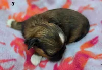 Lydia Girl 3, a female Shih Tzu for sale in Tenino, WA – 5 of 8