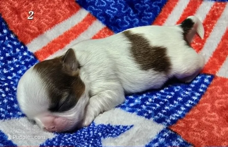 Mochi Male 2 – Shih Tzu puppy for sale in Tenino, WA