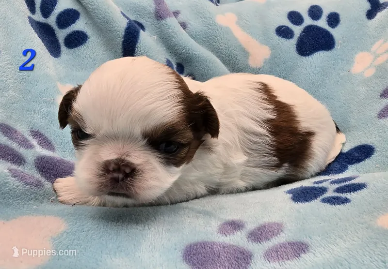 Mochi Male 2 – Shih Tzu puppy for sale in Tenino, WA