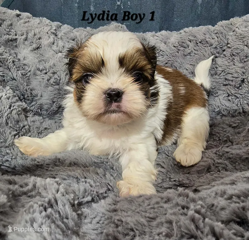 Lydia Boy 1 – Shih Tzu puppy for sale in Tenino, WA