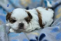 Mochi Male 2, a male Shih Tzu for sale in Tenino, WA – 4 of 6